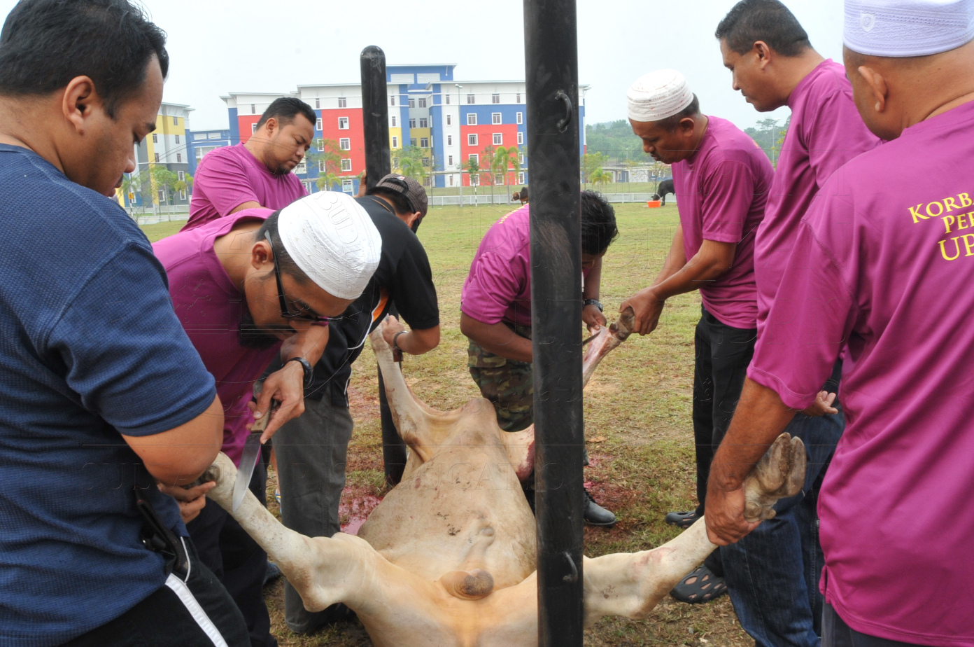 PRO15 150 KORBAN HAS 6759